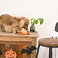 HugSmart Pet - Howloween Night | Spider - Dog Ball Toy