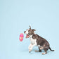 Bubble Gum