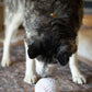 Baseball Plush Dog Toy 4"