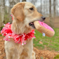 Pink Heart Sugar Cookie Dog Toy