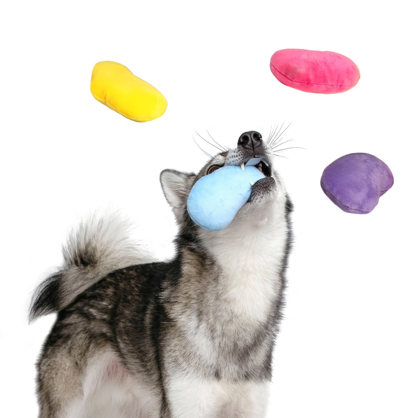 Jelly Bean Easter Dog Toy