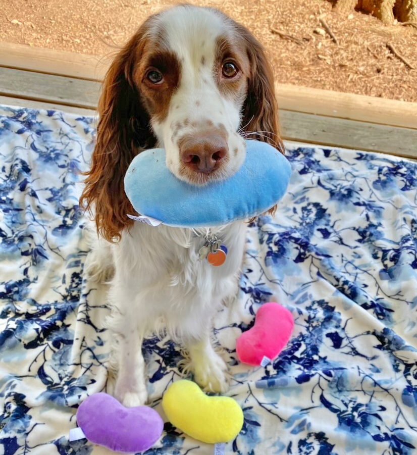 Jelly Bean Easter Dog Toy