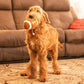 Football Plush Dog Toy 6.5"