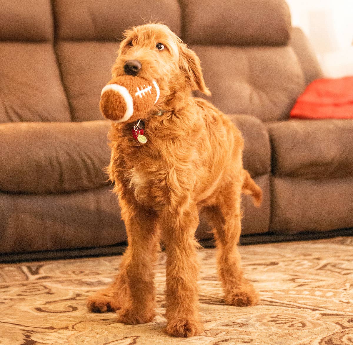 Football Plush Dog Toy 6.5"
