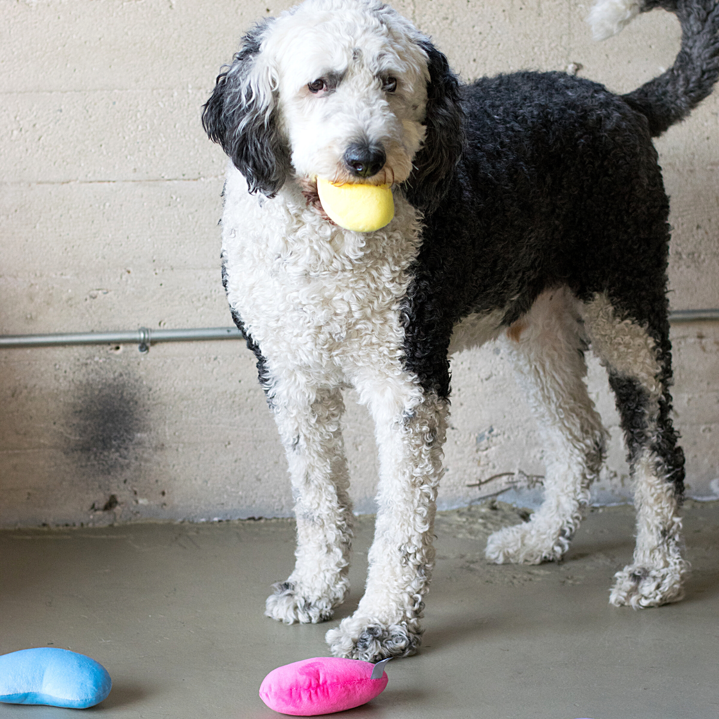 Jelly Bean Easter Dog Toy