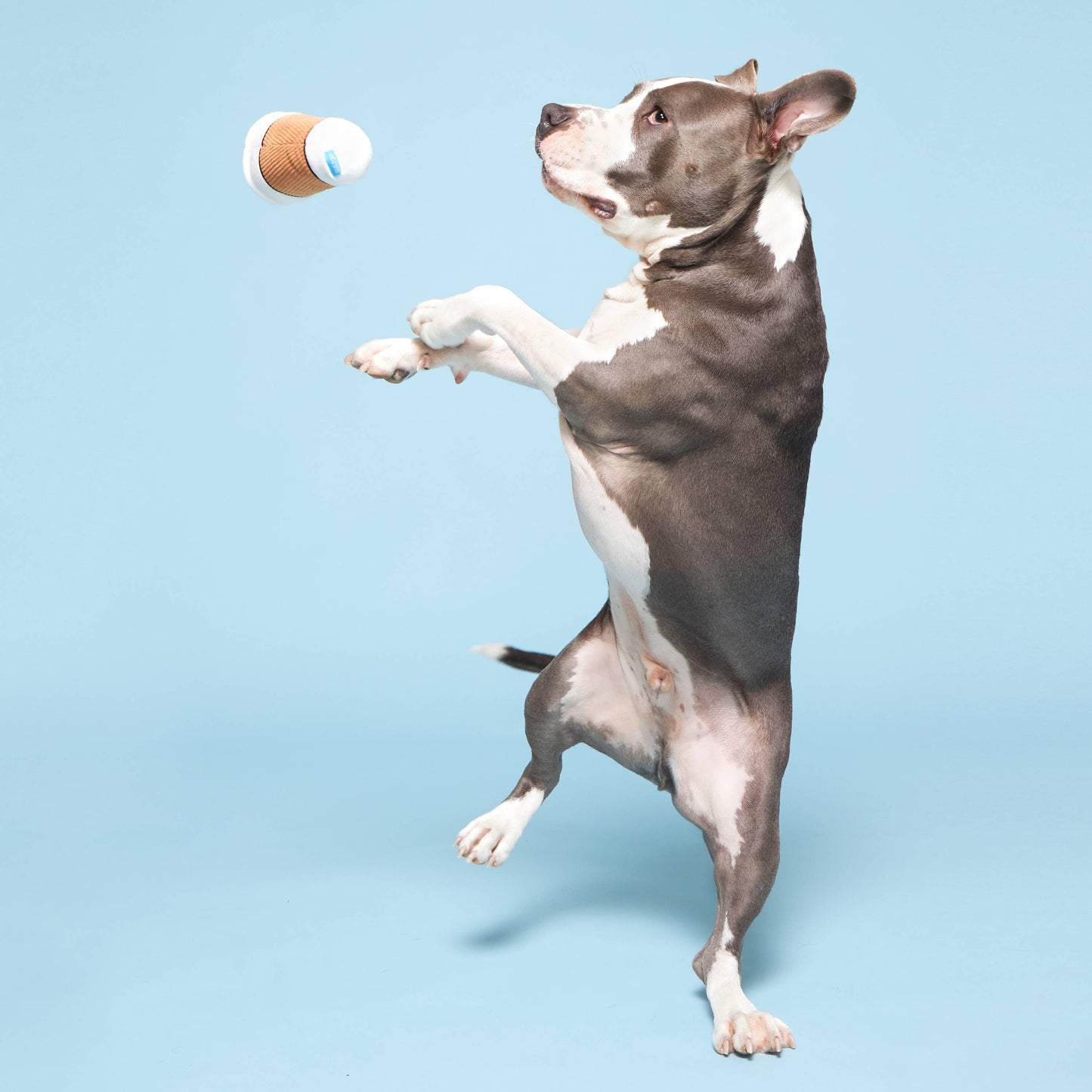 Cup of Bark Roast Plush Dog Toy