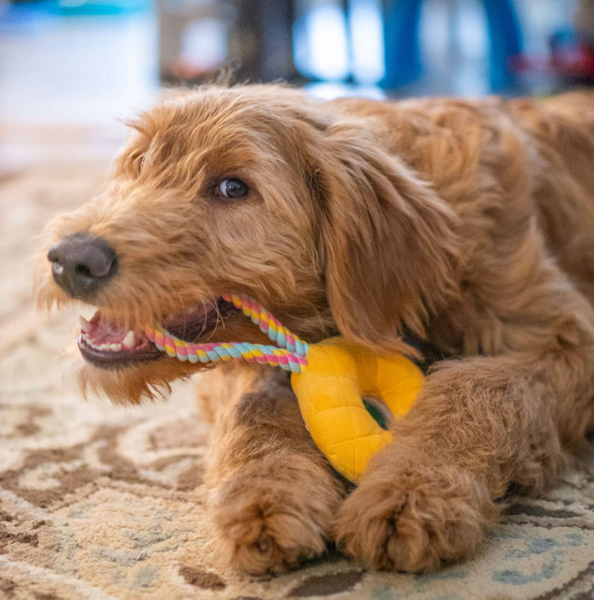 ThoozyPet Birthday Donut Plush Dog Toy with Rope 12"