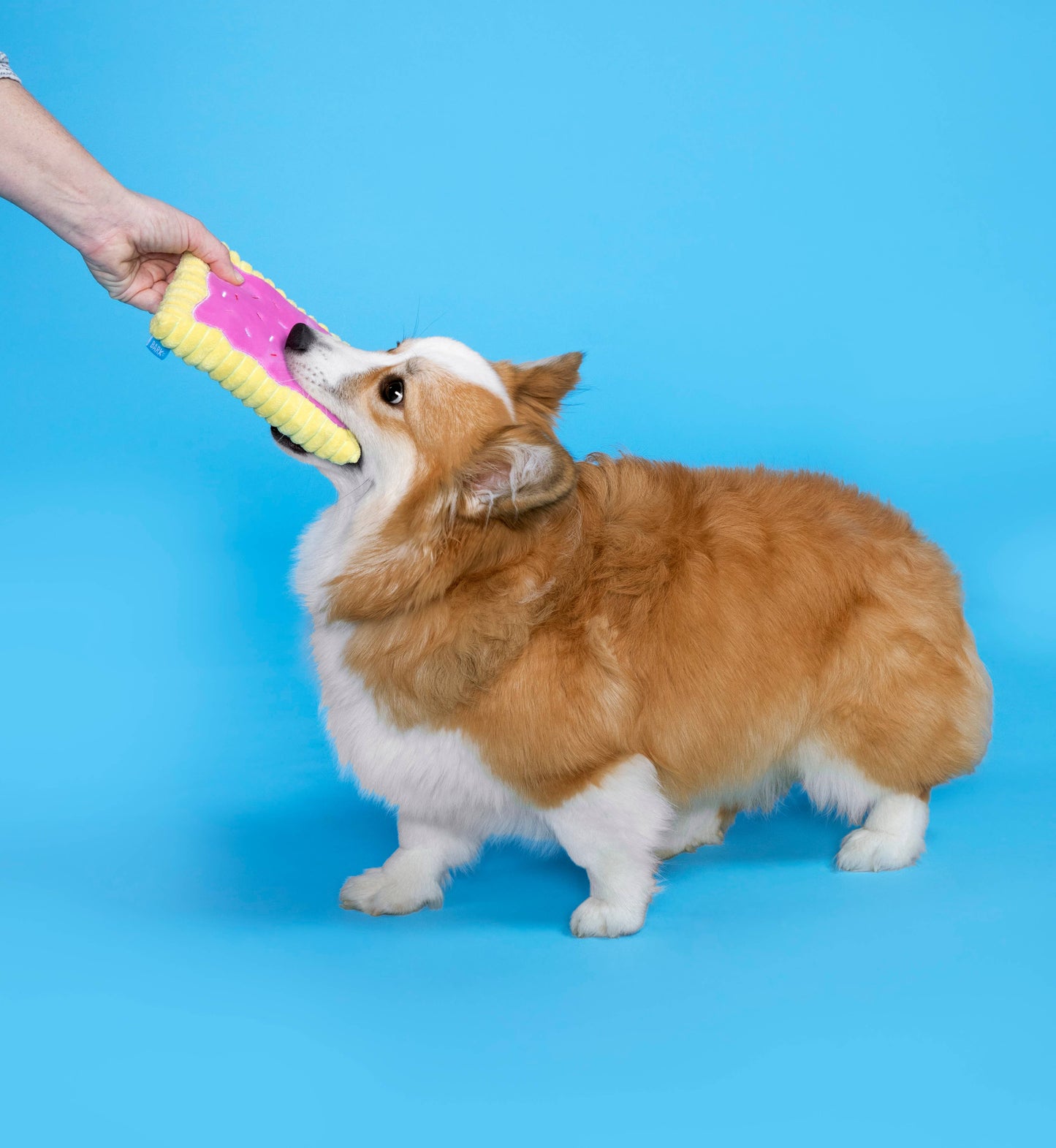 Toaster Poodle Plush Dog Toy