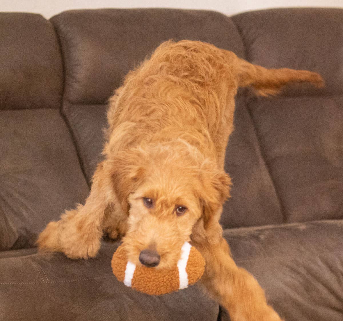 Football Plush Dog Toy 6.5"