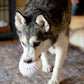 Baseball Plush Dog Toy 4"